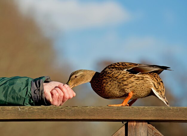 Foto mallard eet van een menselijke hand.