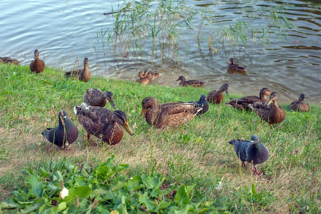 Mallard female with little ducklings in a living nature on the river on a sunny day