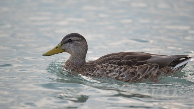 Mallard on the Lake Balaton