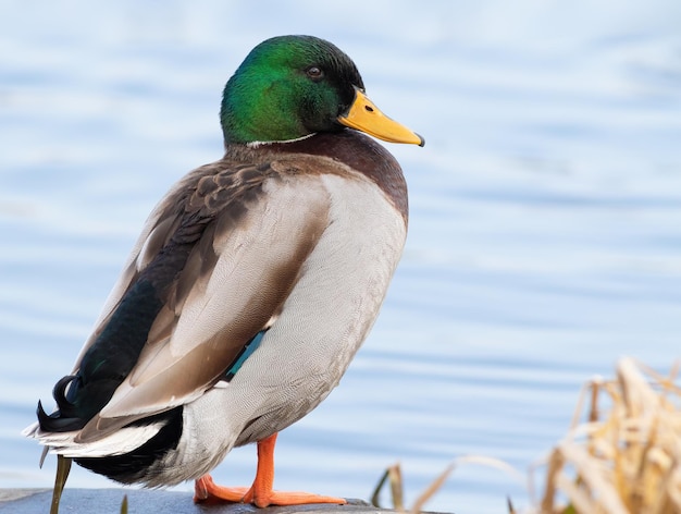 Mallard The male stands on the river bank on the bridge