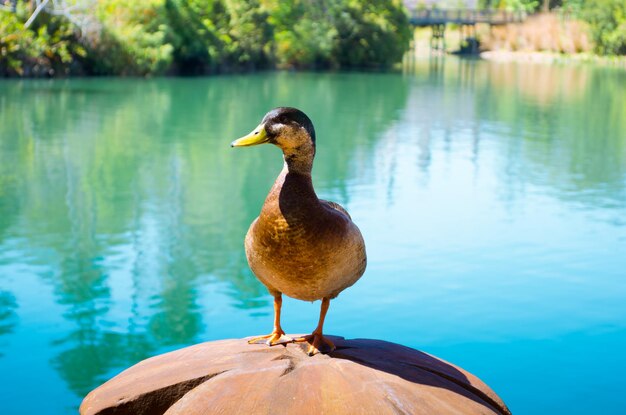 Mallard mannetje op een mooie achtergrond