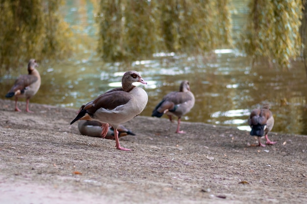 ベルギー、ブリュッセルの公園のマガモ