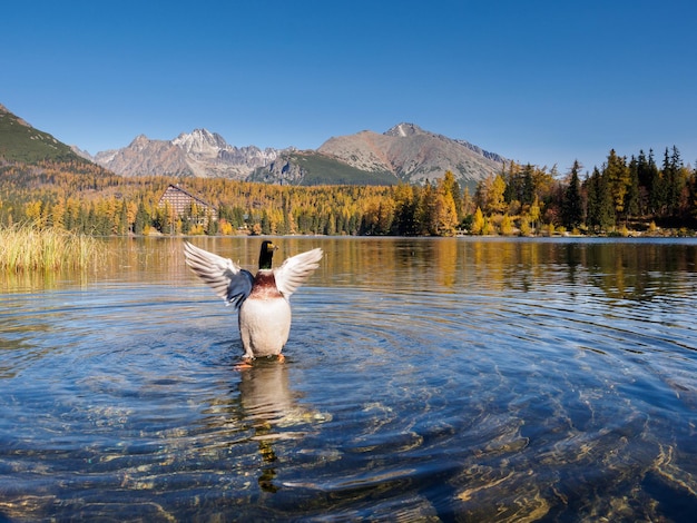 Foto mallard nel lago di strbske pleso