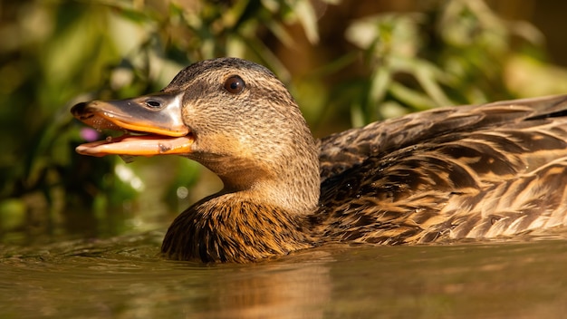 Mallard swimming in water with open mouth from soffit