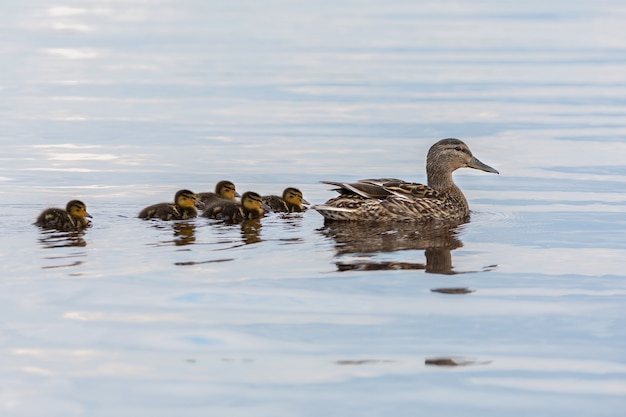 Mallard swimming with its green ducks in the lake