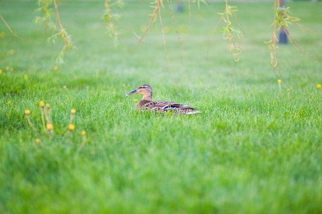 Mallard verstopt in het hoge gras Mallard verstopt in het gras. Eend rusten