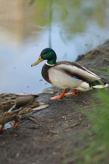 mallard walks along the shore of the lake Bright beautiful male wild duck on the shore of the lake