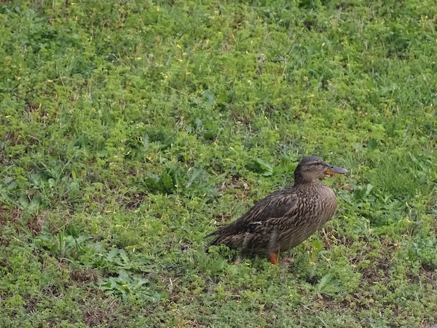 降り注ぐ雨の中のマガモ野生のアヒル