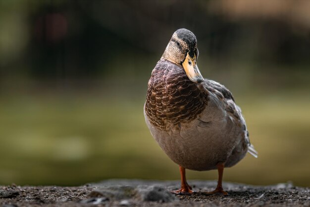 Mallard