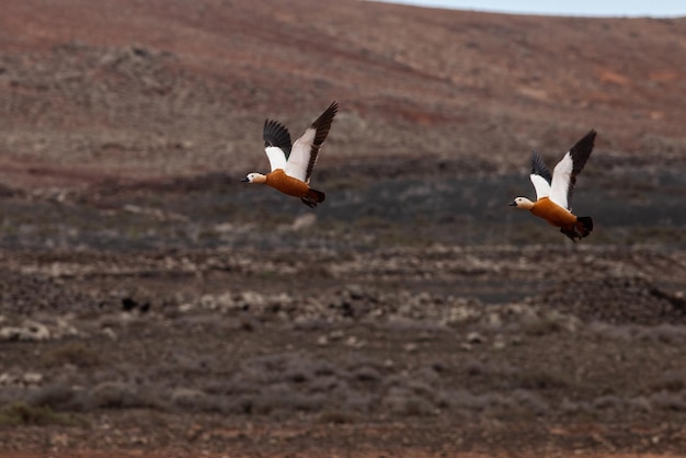 mallards in full flight with volcanic background