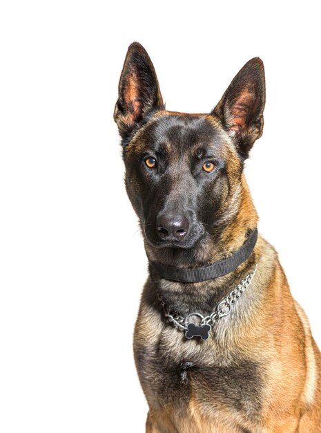 Mallinois-hond die een halsband draagt, witte achtergrond