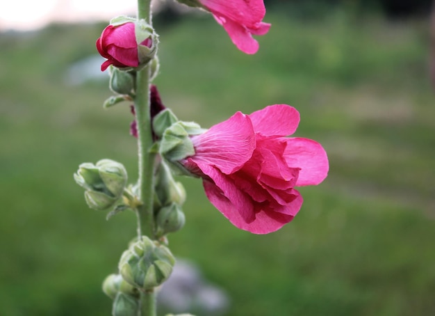 ぼやけた背景の庭のアオイ科の植物の芽