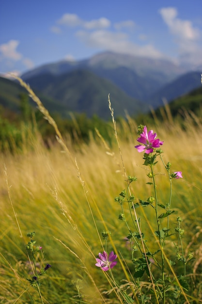 天山山脈の牧草地や溝に生えるゼニアオイのジャコウアオイ