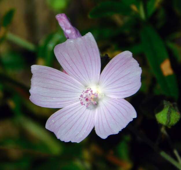 mallow purple and grey flower