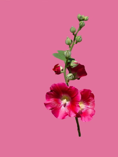 Mallow red flower isolate on a pink background. copy\
space.