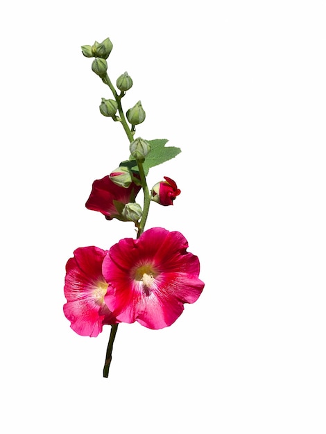 Mallow red flower isolate on a white background.