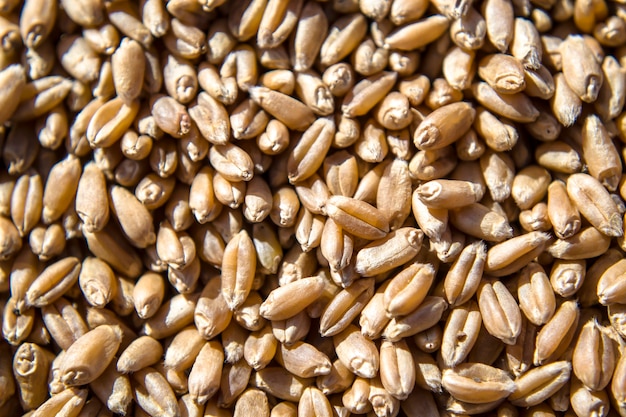 Malt wheat grains for brewing malt background top view flat lay