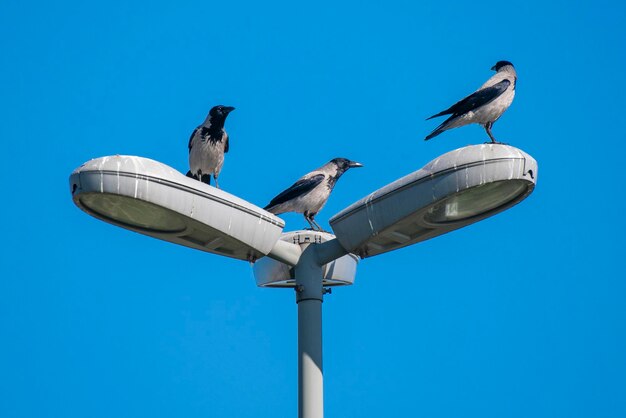 Maltepe coast park security cameras