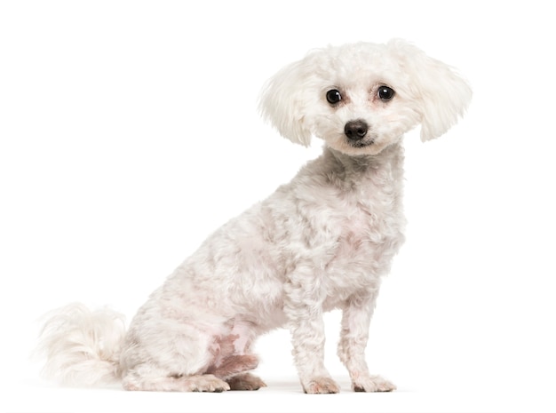 Maltese, 7 months old, sitting in front of white background