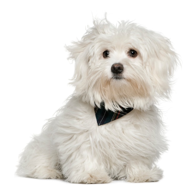 Maltese, 7 months old, sitting in front of white wall