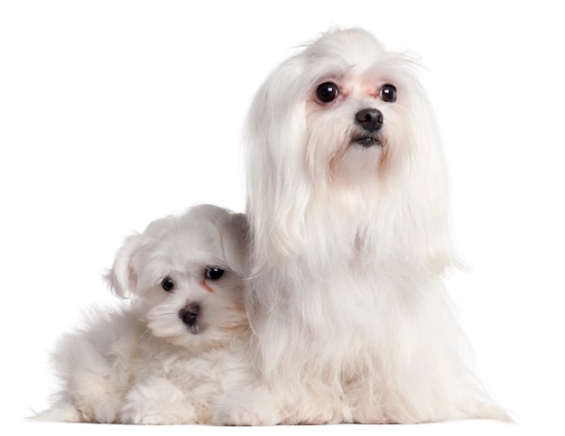 Maltese, 9 years old, and Maltese puppy, 3 months old,