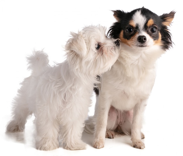 Maltese bichon puppy with chihuahua