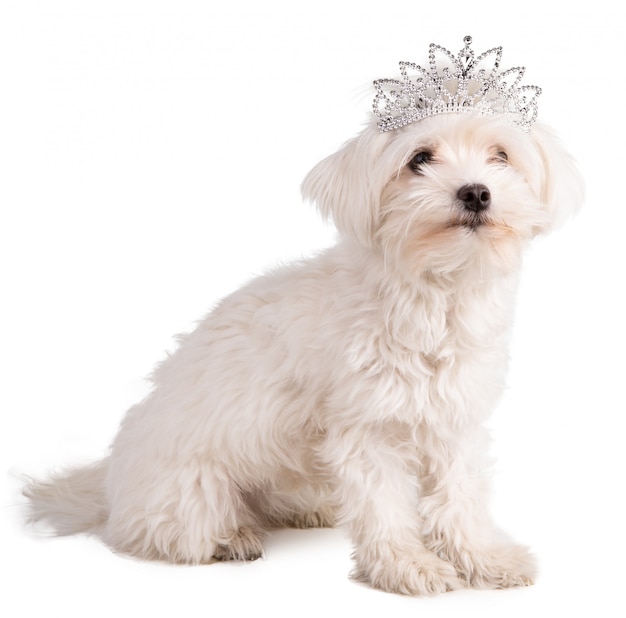 Maltese bichon with a queen crown 