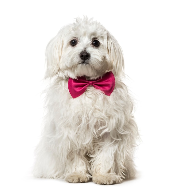 Maltese in bow tie against white background