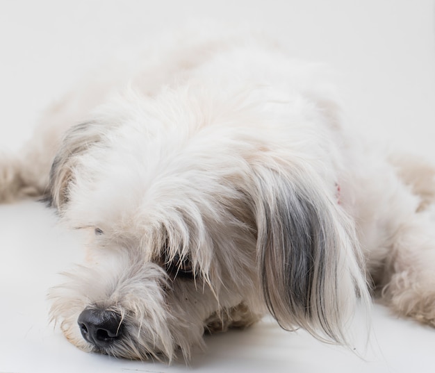 Maltese Canine Puppy Dog on White Background