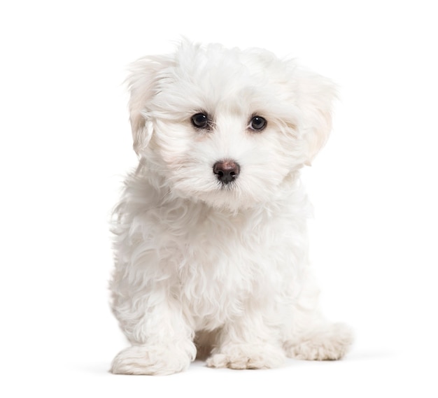 Maltese Dog, 3 months old, sitting in front of white background