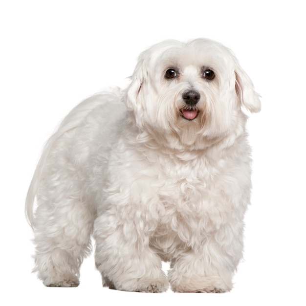 Maltese dog, 5 years old, standing in front of white wall
