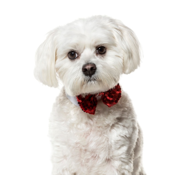 Maltese dog in bow tie against white surface