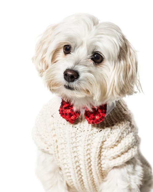 Maltese dog in bow tie and sweater against white background