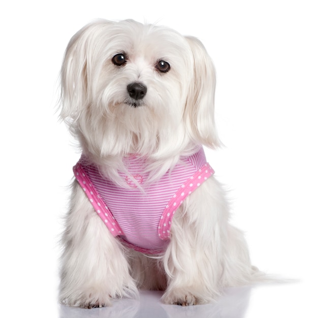 Premium Photo Maltese dog dressed up with 7 years old
