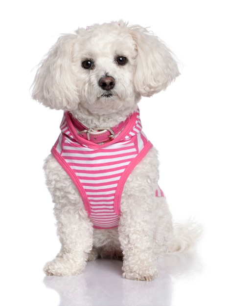 Maltese dog dressed-up   