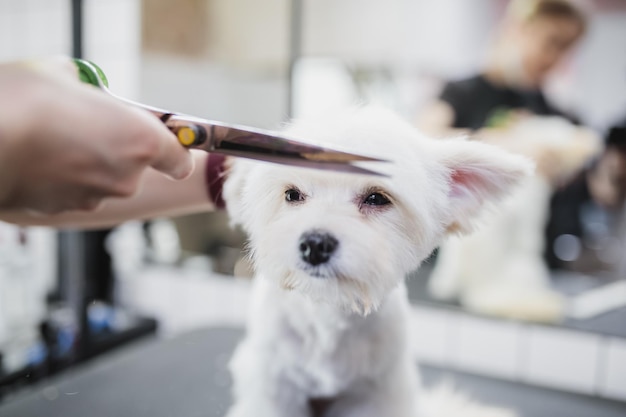 動物の高品質の写真を助けるマルタの犬の手入れをする散髪犬