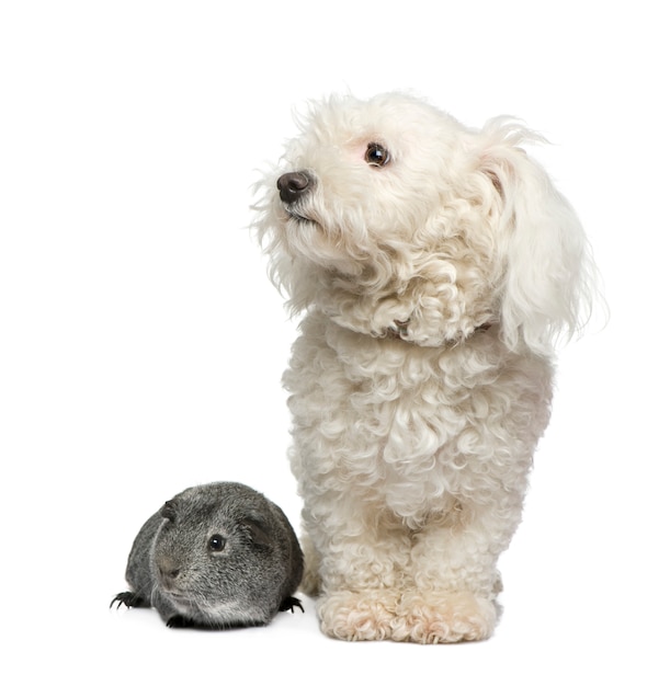 マルチーズ犬とモルモット