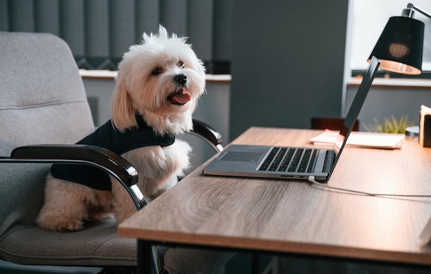 写真 マルタ犬がオフィスの内側のラップトップでテーブルに座っている