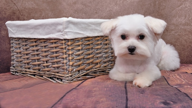 A Maltese dog lies near a rattan basket. The white cute puppy stares devotedly with big eyes.