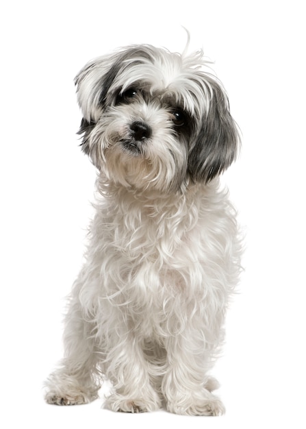 Maltese dog mixed with a Shih Tzu, 3 years old. Dog portrait isolated