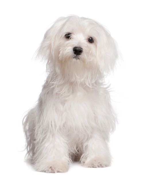 Maltese dog puppy with 7 months old.