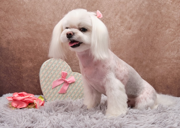 A Maltese dog sits on its hind legs next to a beautiful heart shaped box on a vintage