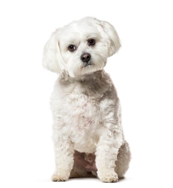 Maltese dog sitting against white background