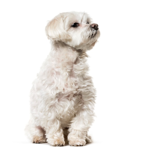 Maltese dog sitting against white background