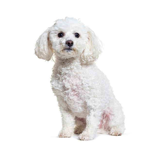 Maltese dog sitting against white background