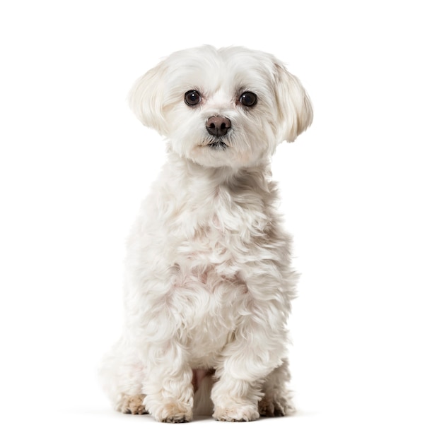 Maltese dog sitting against white surface