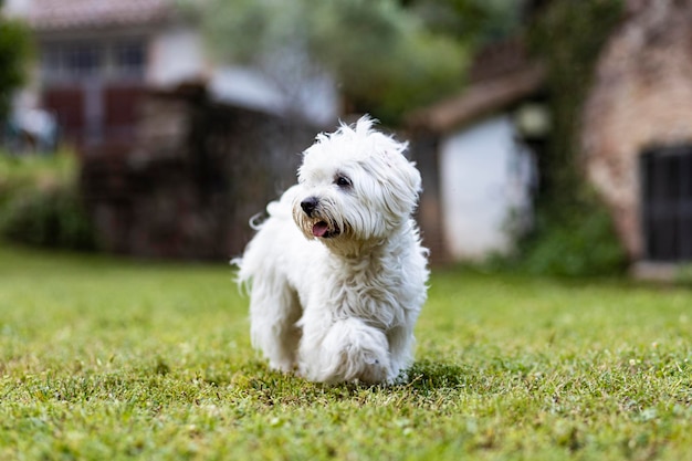 春の日にマルタ犬