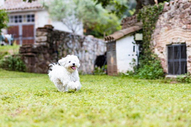 Foto cane maltese in un giorno di primavera