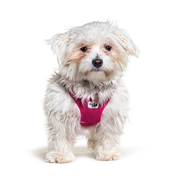 Maltese dog standing isolated on white