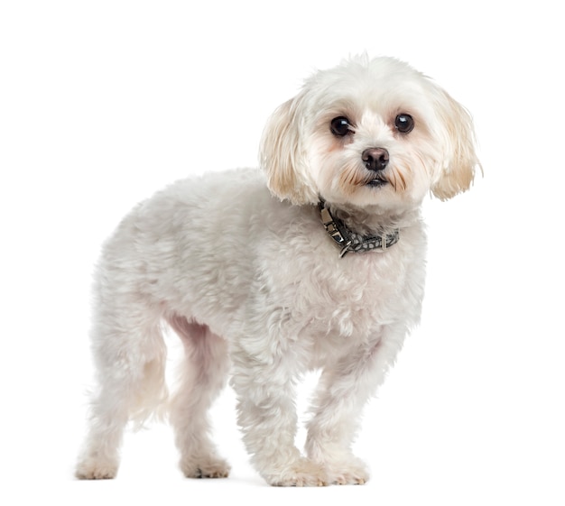 Maltese dog standing